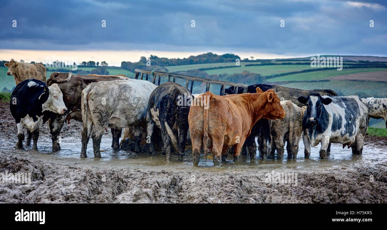 Panoramic landscape of a herd of cows and bullocks in a muddy hilltop farm field grazing at the feeding station on a grey day Stock Photo