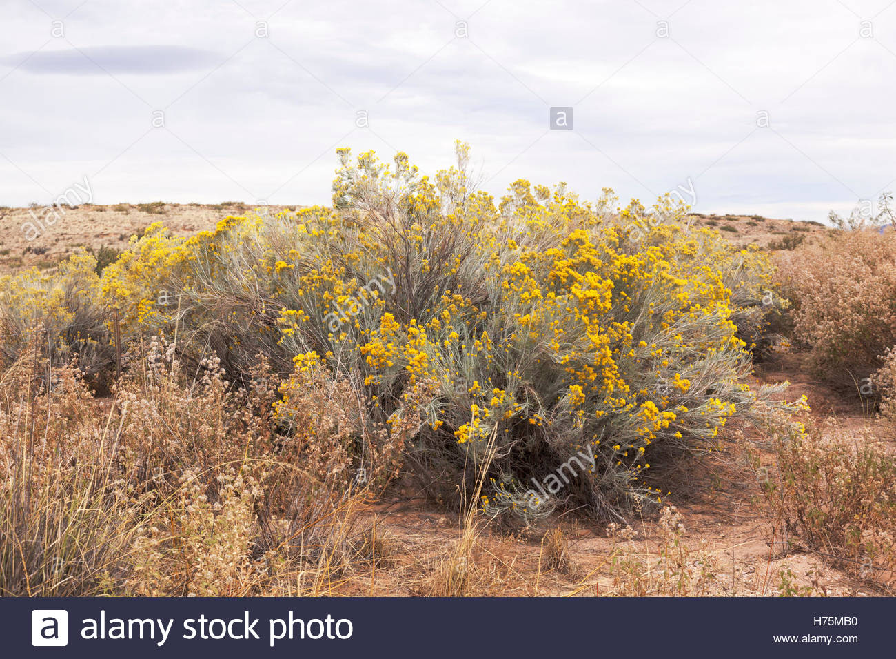 New Mexico Chamisa Stock Photos & New Mexico Chamisa Stock Images Alamy