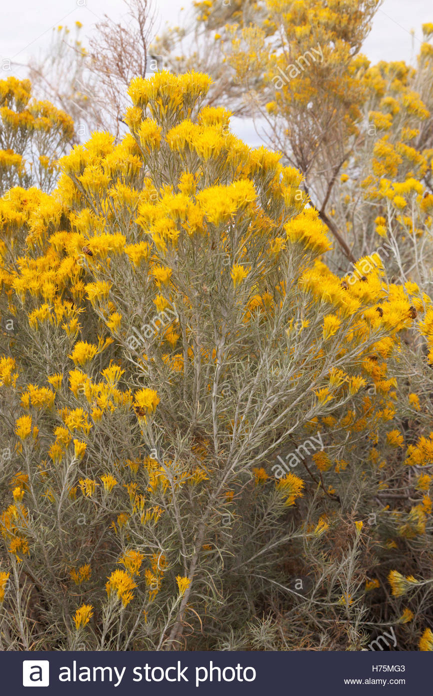 Chamisa High Resolution Stock Photography and Images Alamy