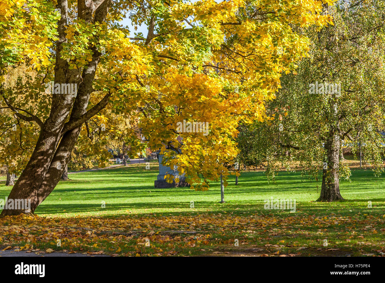 Autumn Leaves Falling From Maple Tree Stock Photo