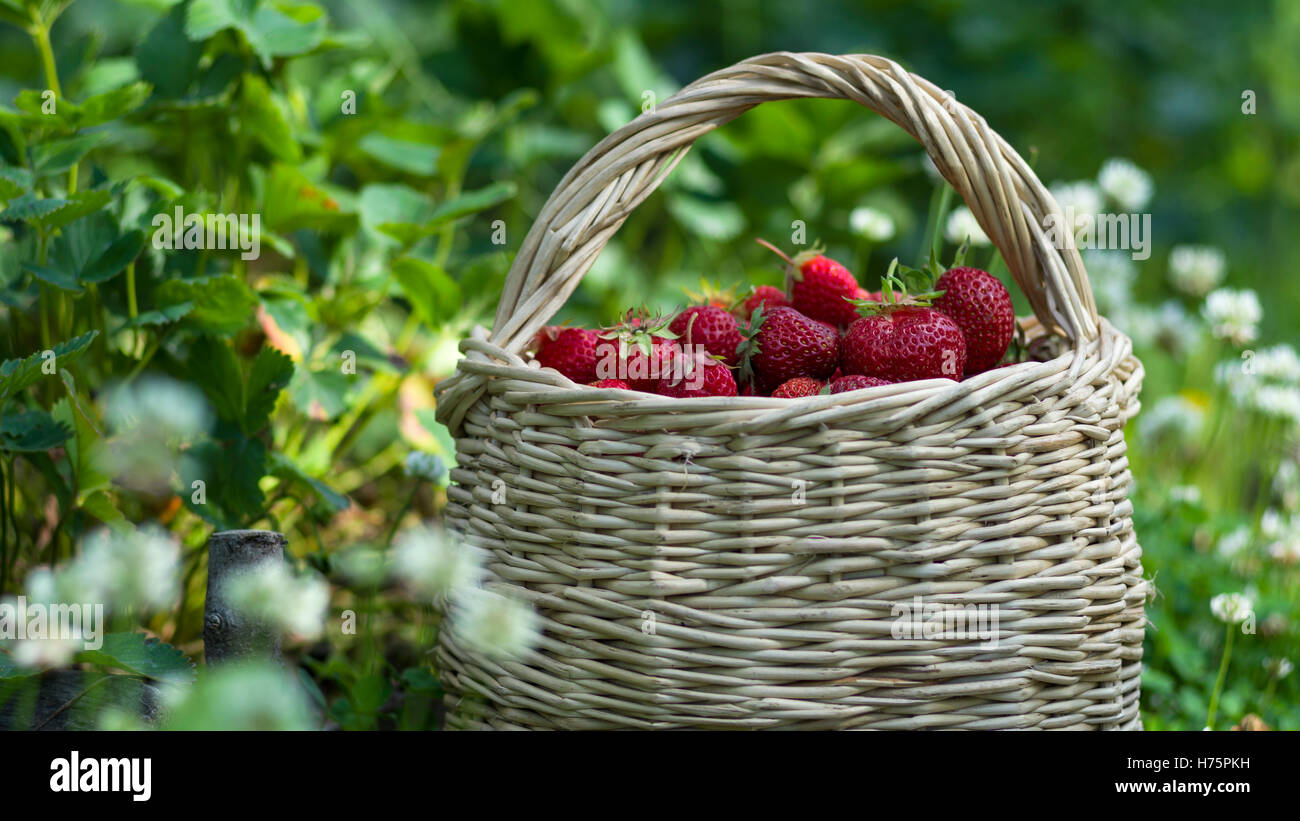 Strawberries small garden hi-res stock photography and images - Alamy
