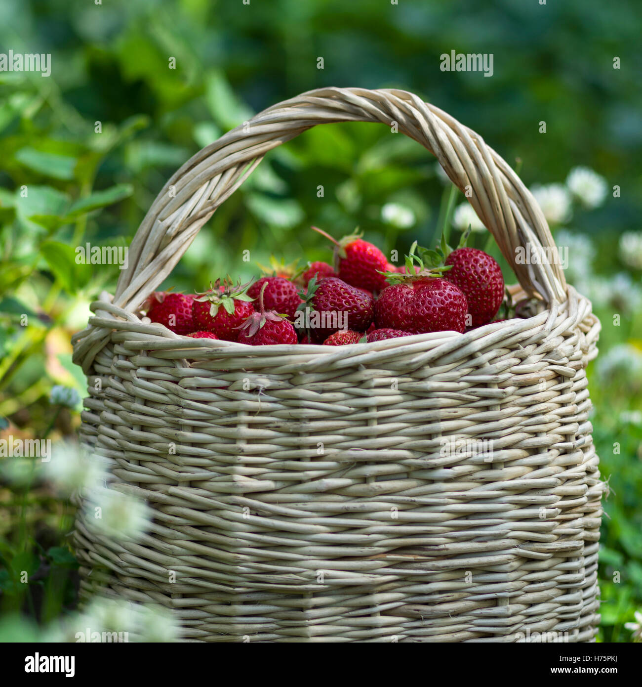 Strawberries small garden hi-res stock photography and images - Alamy