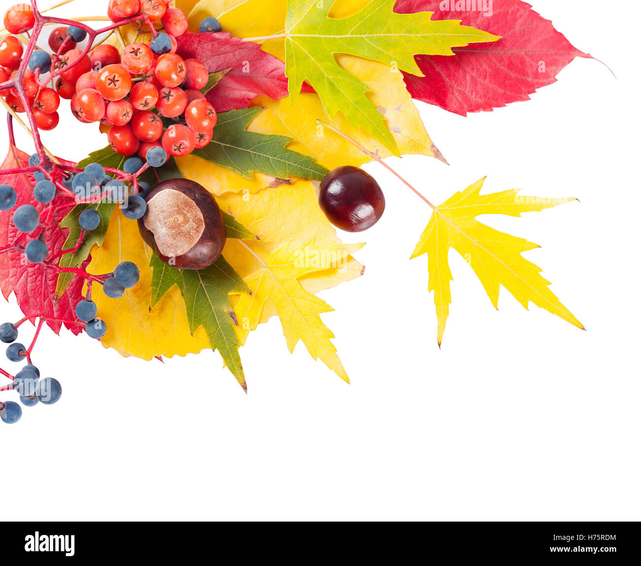 Autumn background with yellow and red leaves, rowan berries and ...