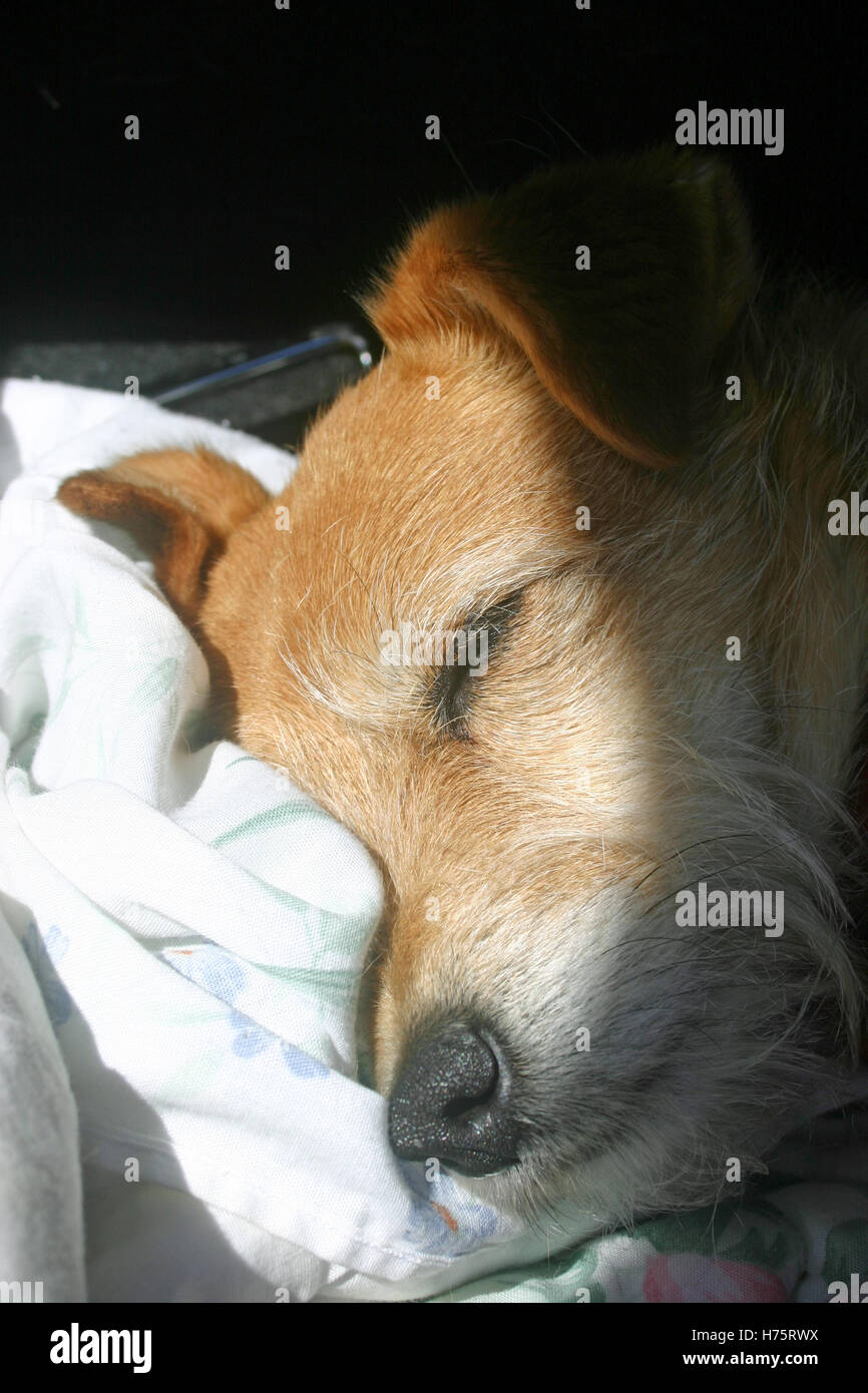 How Long Do Jack Russells Sleep For