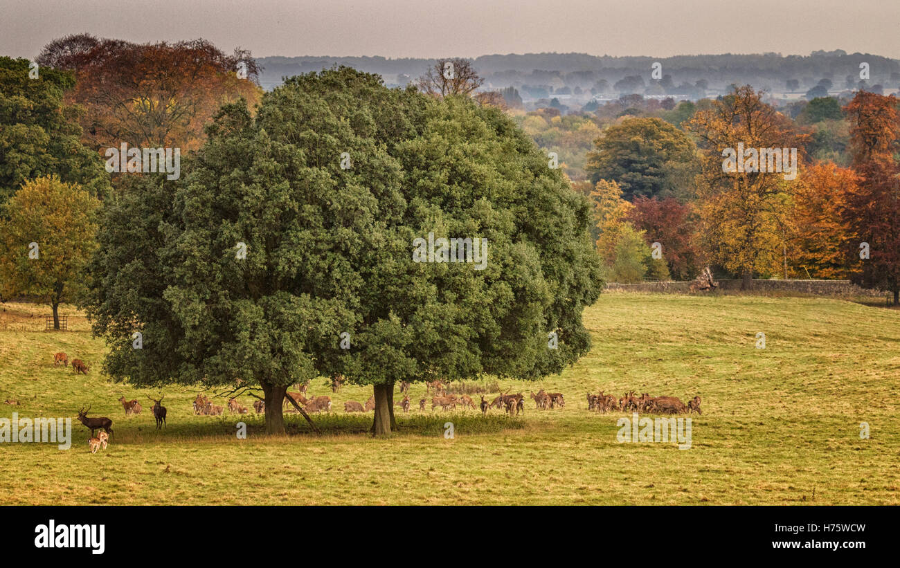 Studley Royal, Deer park Ripon, North Yorkshire Stock Photo Alamy