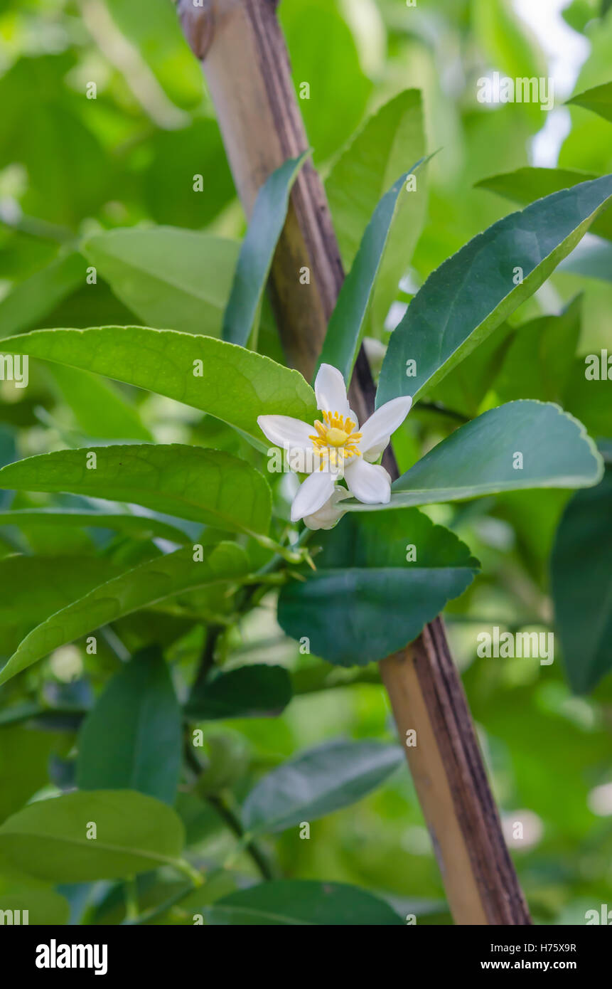 Lime flowers, lemon blossom on tree among green leaves Stock Photo