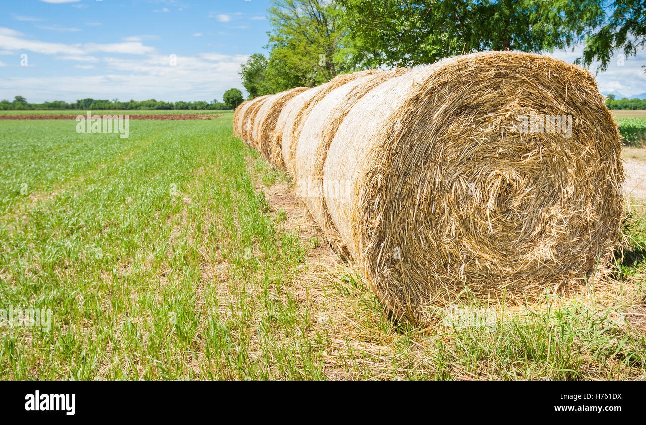Hay bales in line drying in the sun Stock Photo