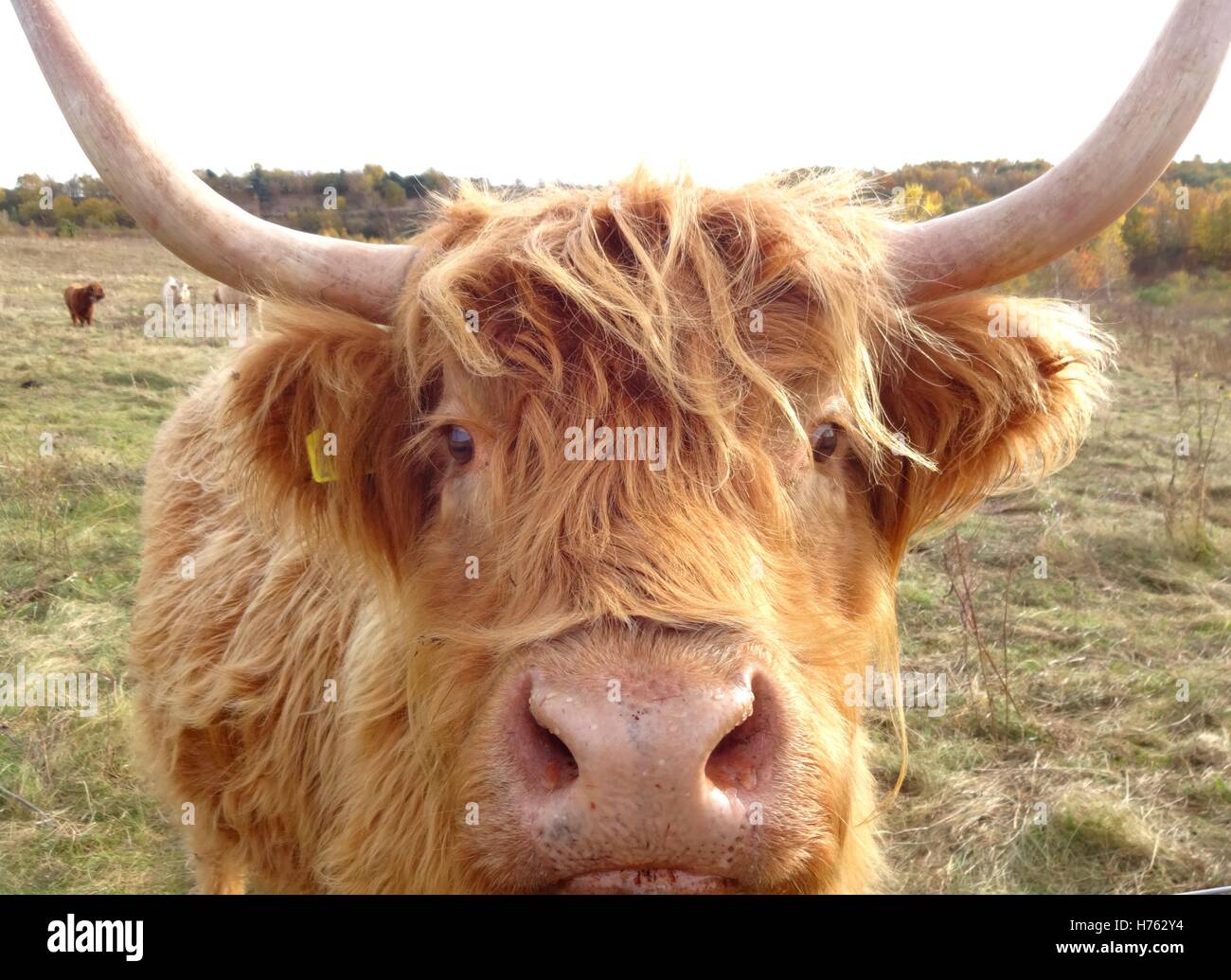 Ginger Cow High Resolution Stock Photography And Images Alamy