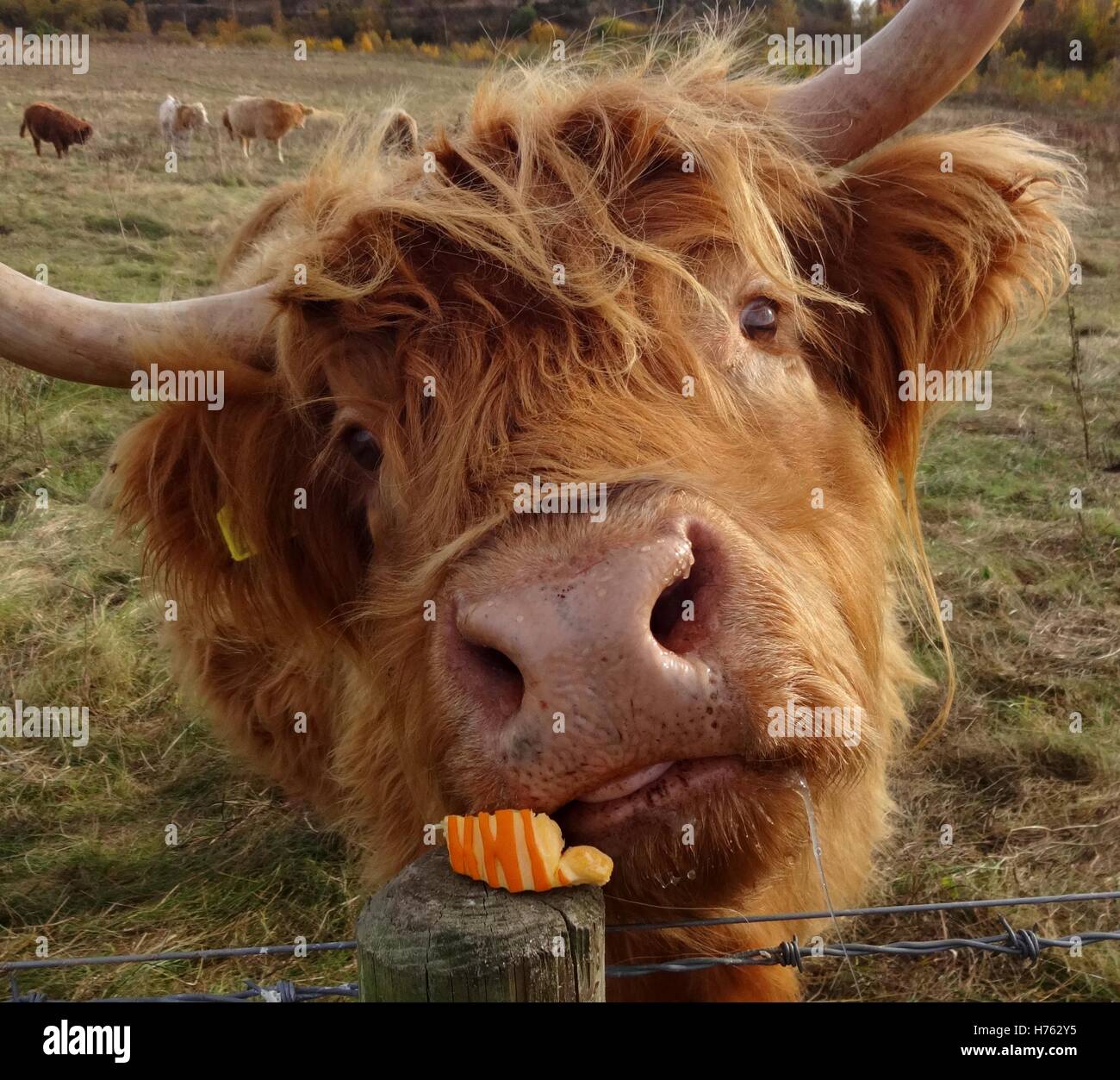 Cow Face Close Up High Resolution Stock Photography and Images Alamy