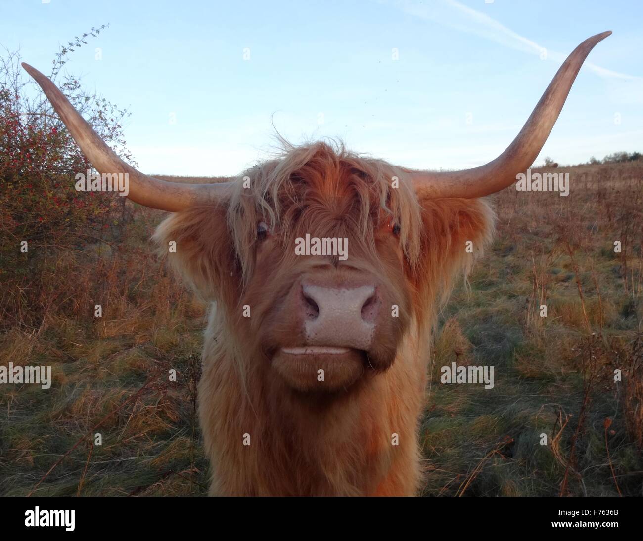 Ginger Cow Stock Photos & Ginger Cow Stock Images Alamy