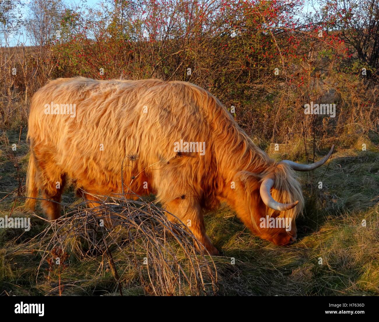 Ginger Cow Stock Photos & Ginger Cow Stock Images Alamy