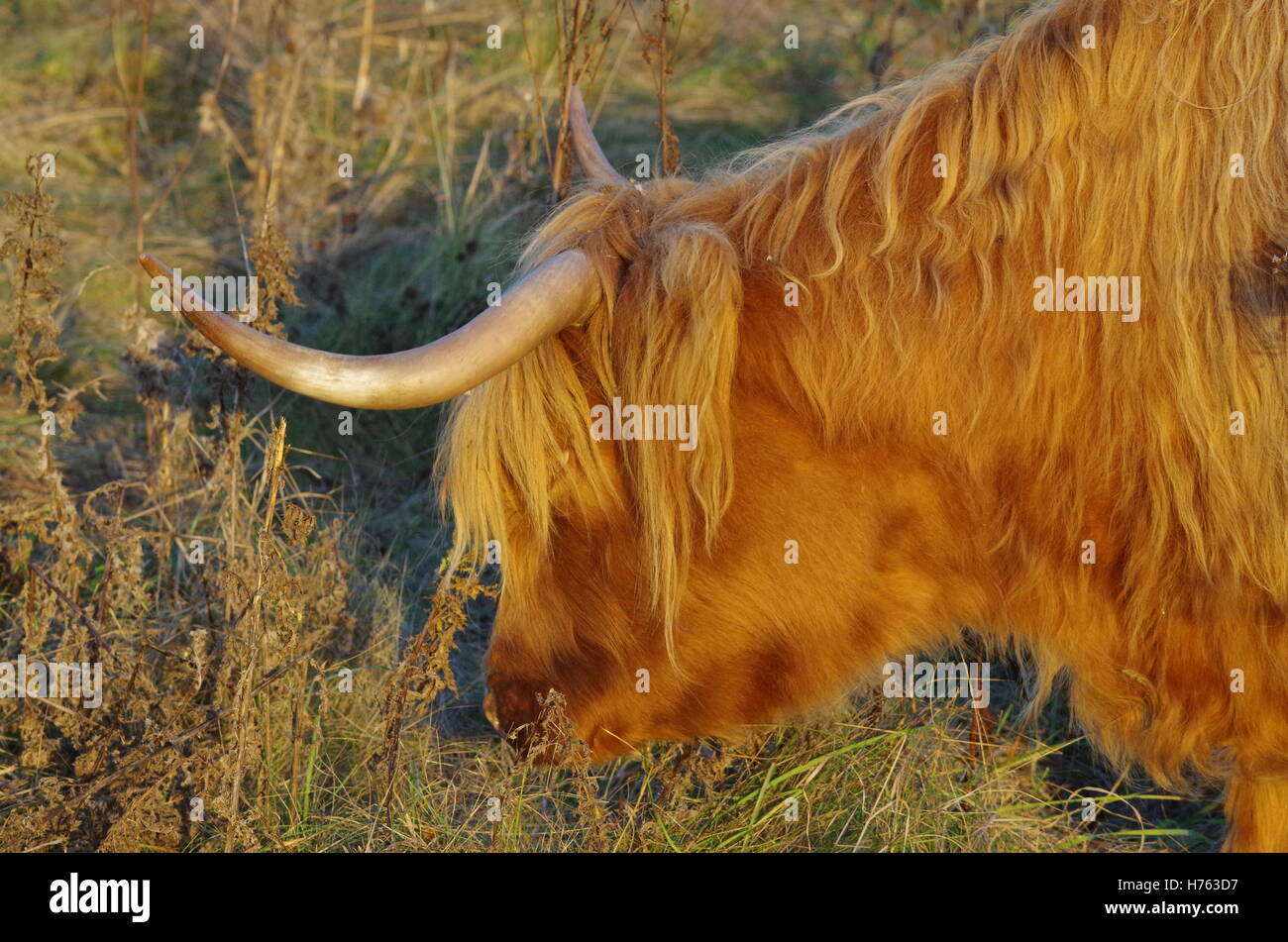Highland cattle in field meadow Stock Photo