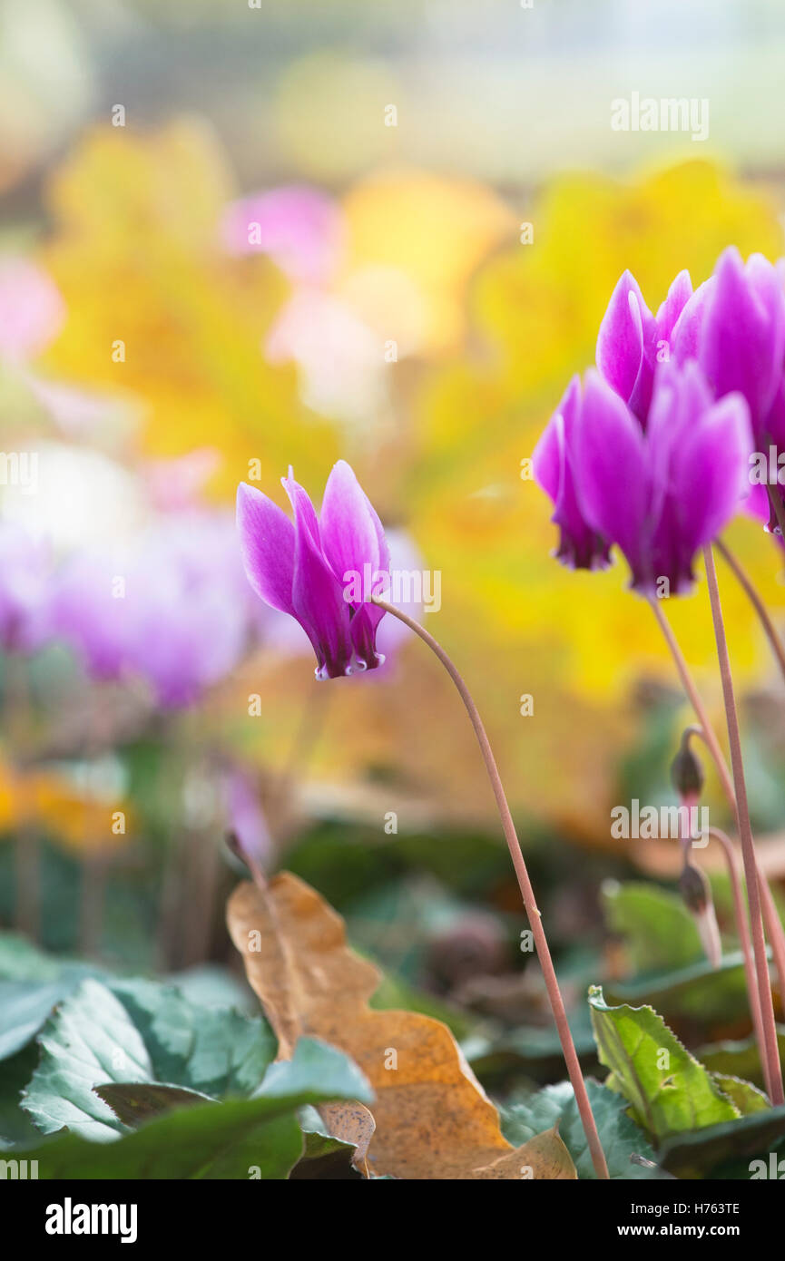 Cyclamen hederifolium flowering in autumn. Ivyleaved cyclamen Stock