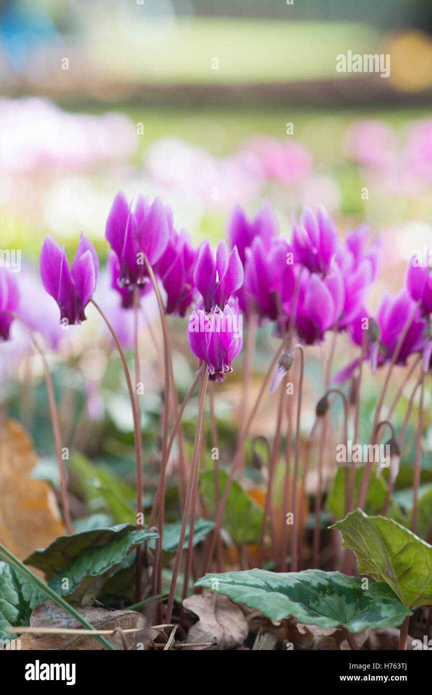 Cyclamen hederifolium flowering in autumn. Ivyleaved cyclamen Stock