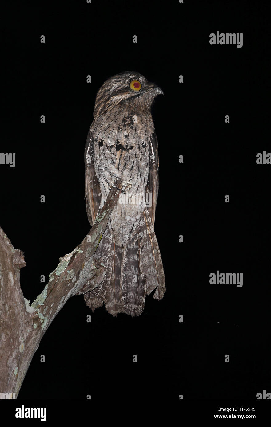Northern Potoo (Nyctibius jamaicensis) adult perched on dead snag  Marshall's Pen, Jamaica       December Stock Photo