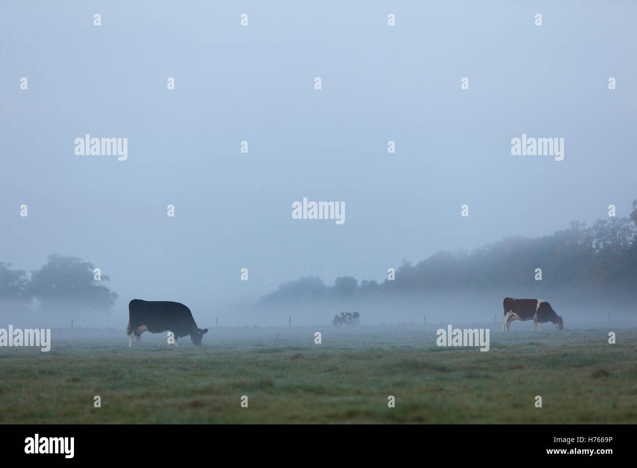 spotted cows in early moring misty meadow in the netherlands Stock ...