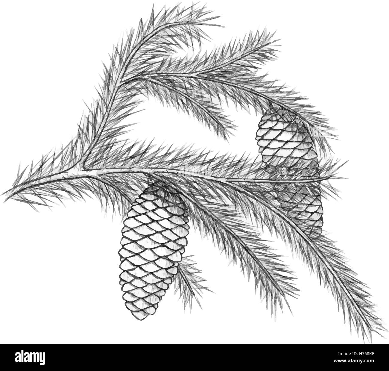 Realistic vintage engraving wreath of fir branches and pine cones ...