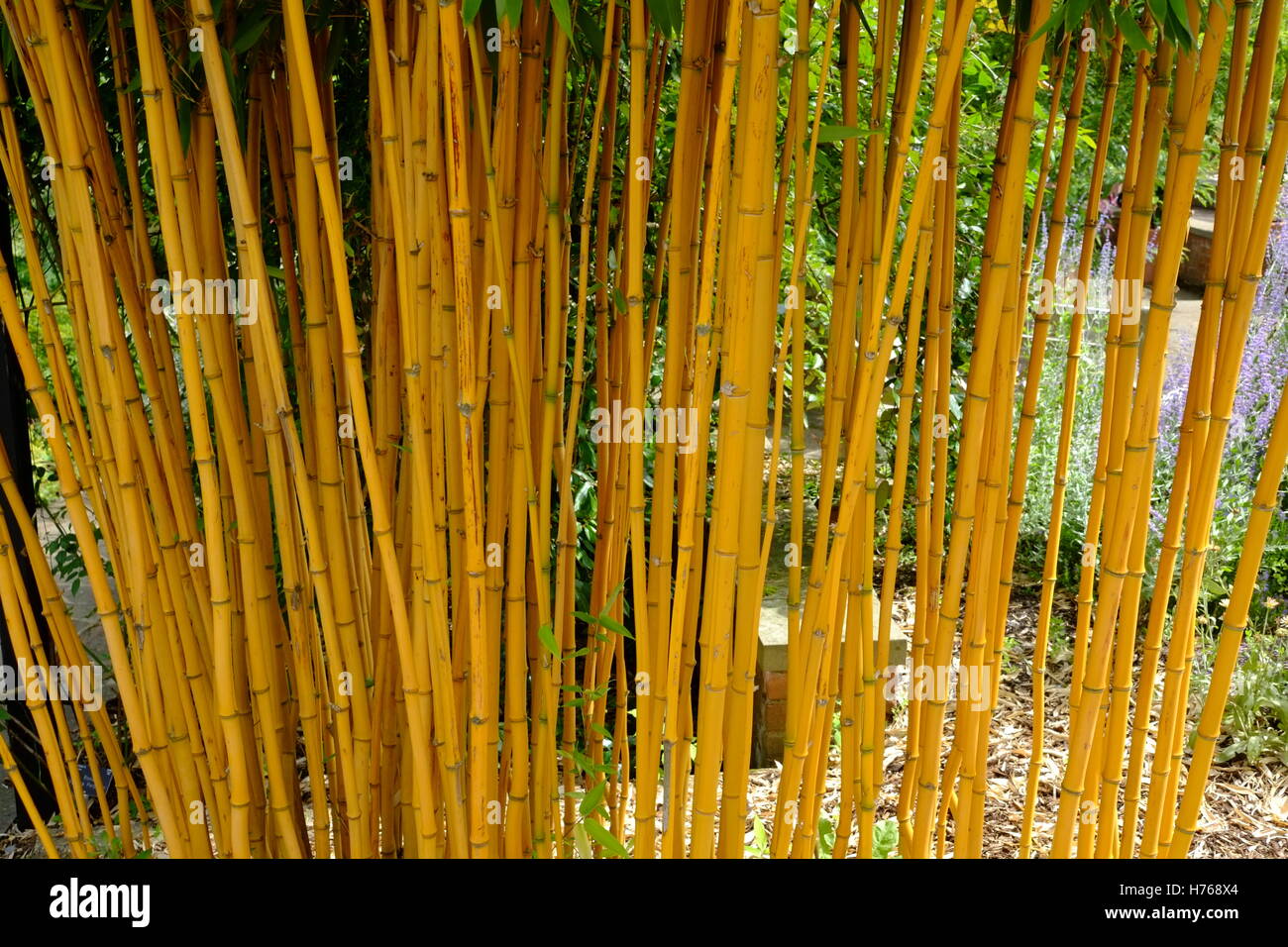 Bamboo stalks Stock Photo