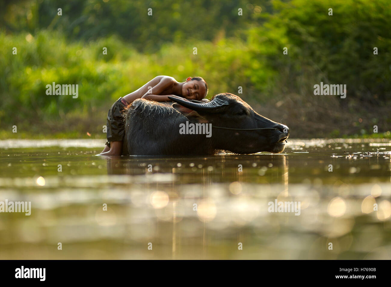 Boy playing with a buffalo, Thailand Stock Photo