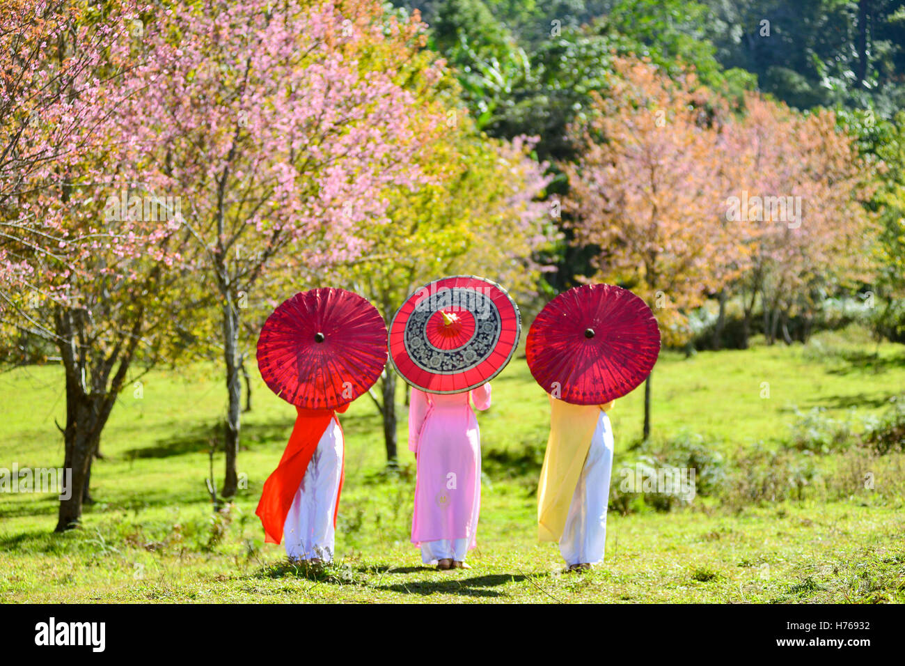 Three women in blossom orchard wearing  traditional japanese kimonos Stock Photo