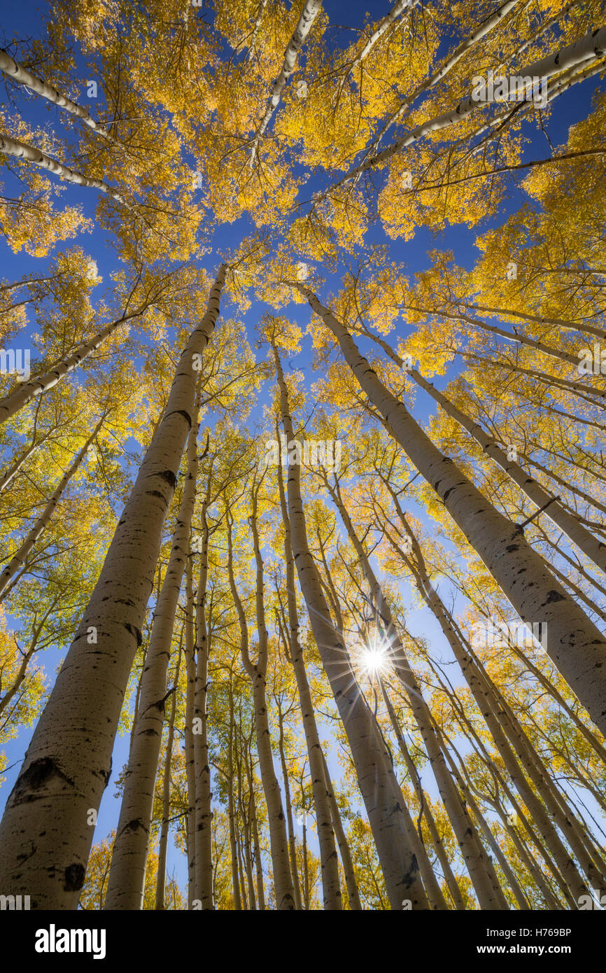 Aspen trees in Autumn, Telluride, Colorado, United States Stock Photo