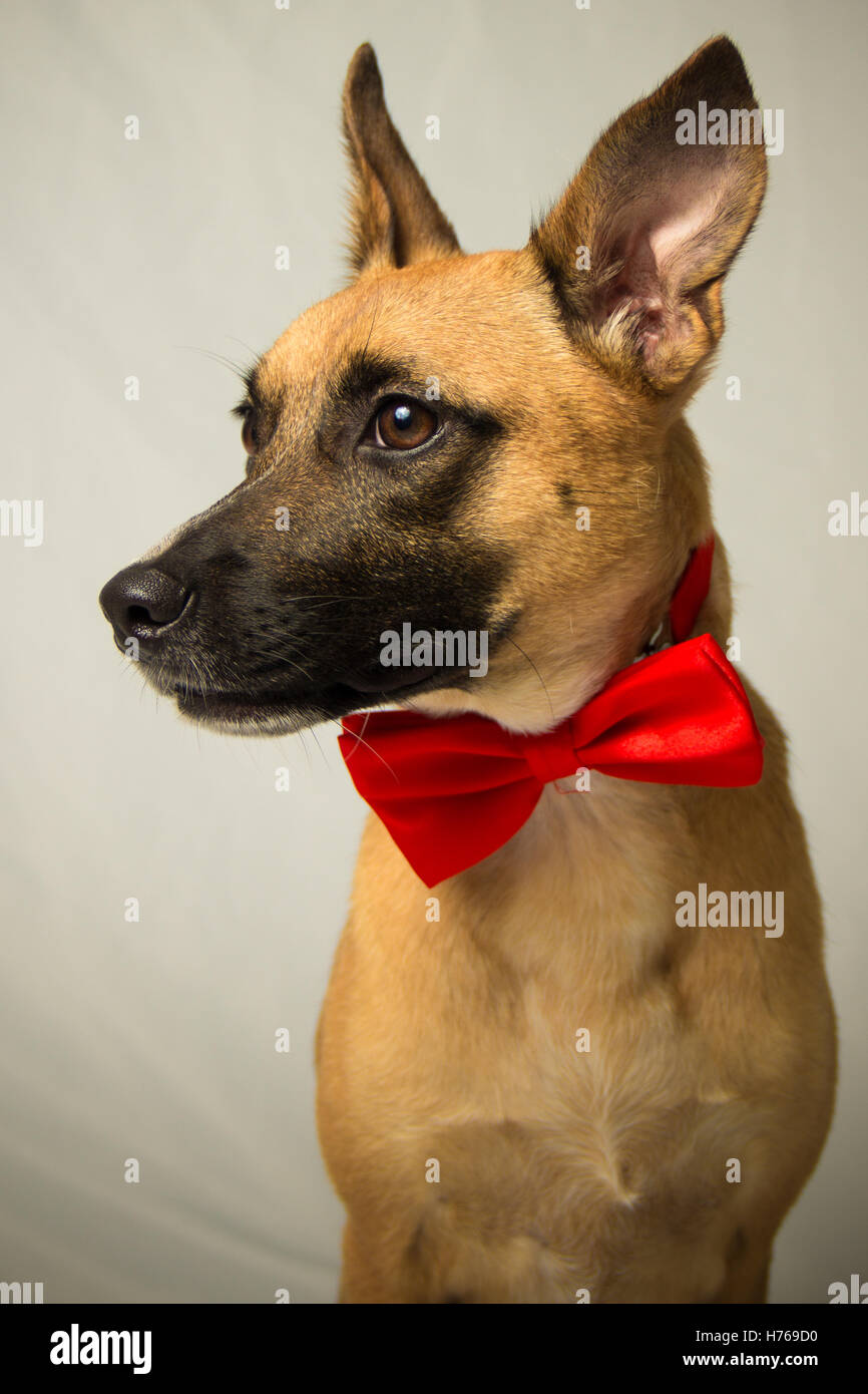 Mixed bred terrier Dog in Red Bow tie Stock Photo