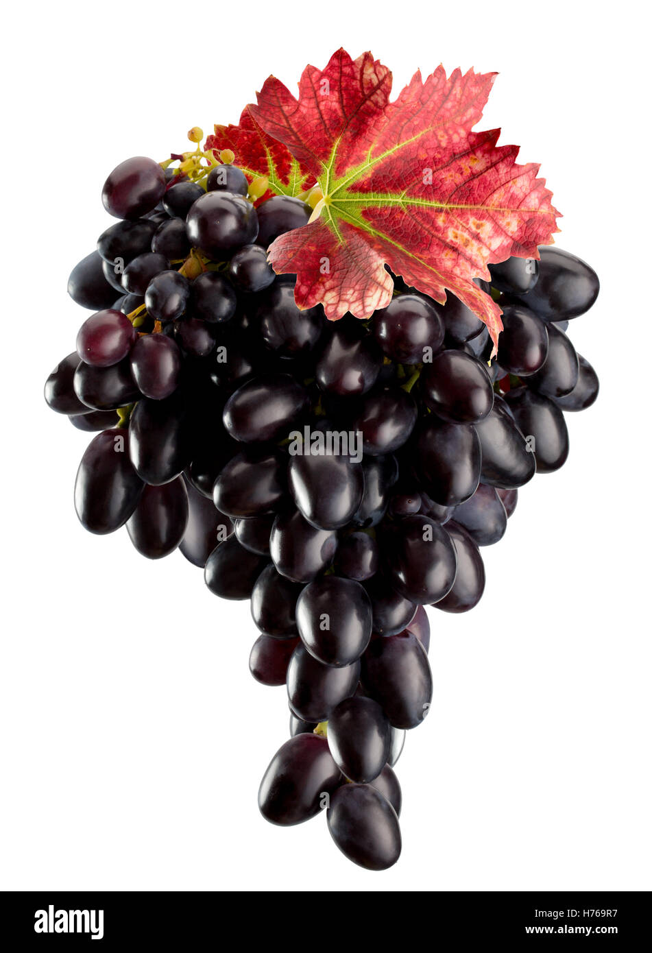 purple grapes isolated on the white background. Stock Photo