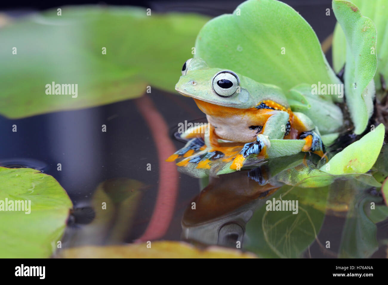 Javan Tree frog sitting on lily pad, Indonesia Stock Photo