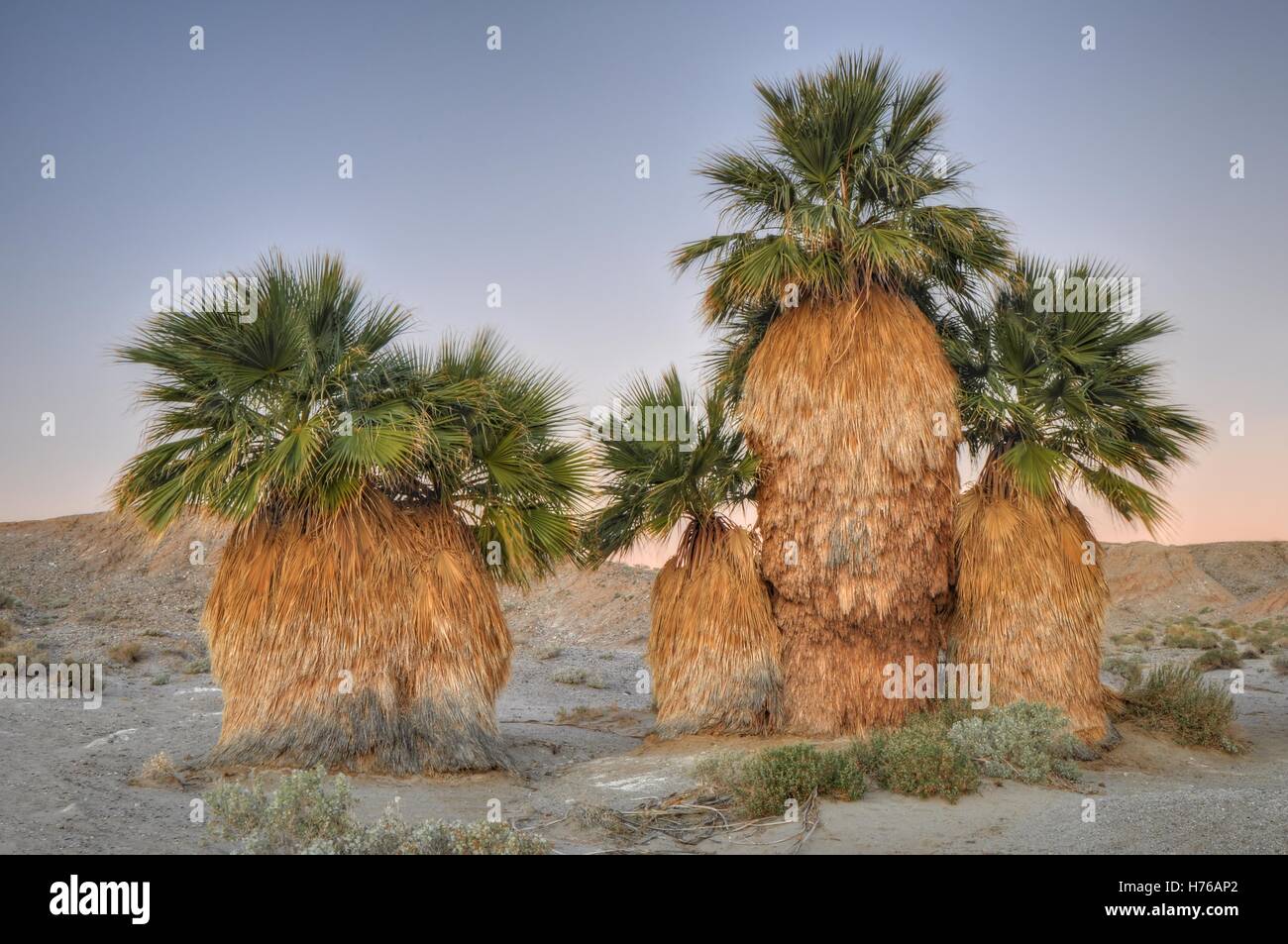 Palm trees, Anza Borrego Desert State Park, California, United States Stock Photo