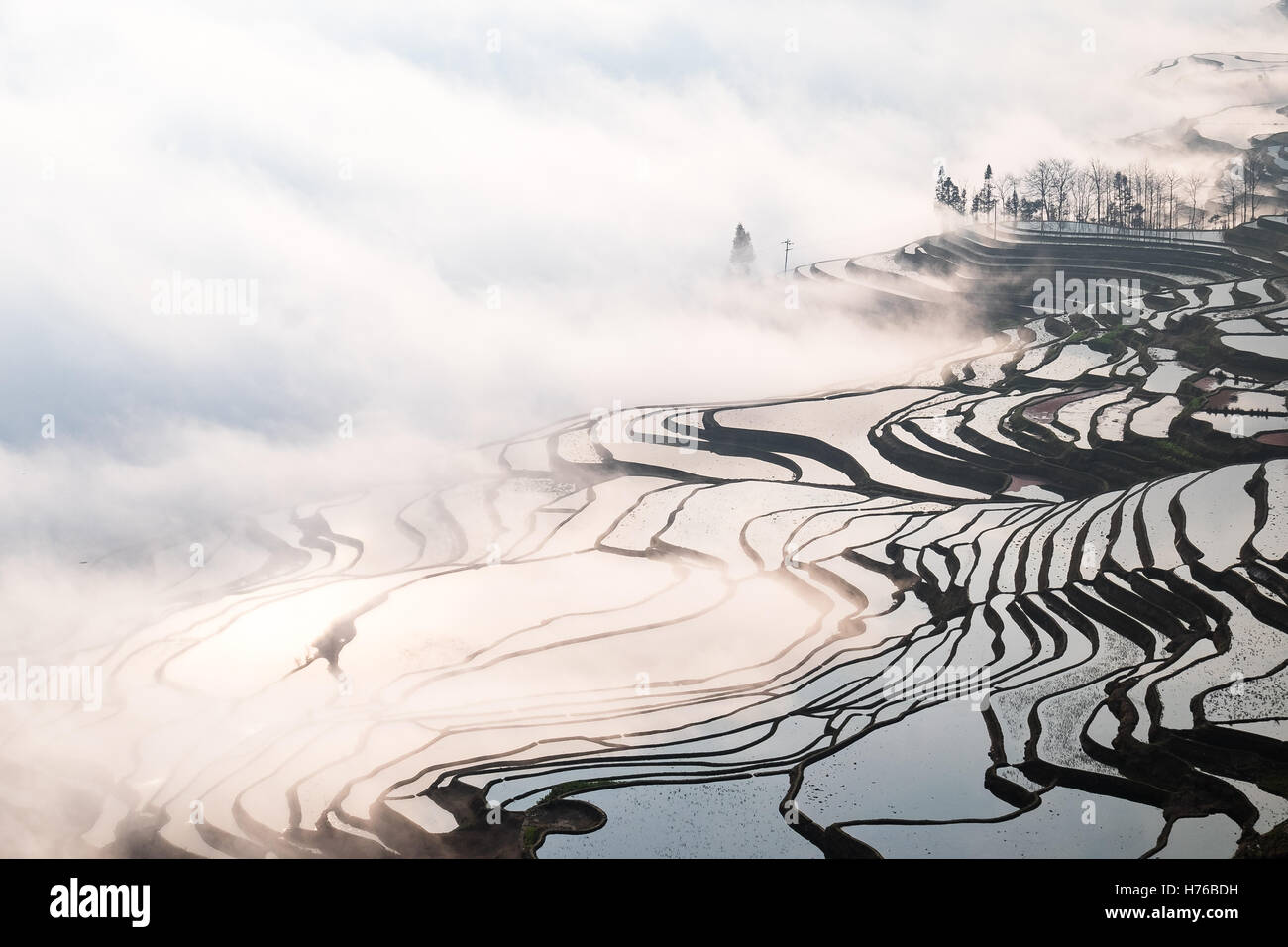 Terraced rice fields in mist, honghe Hani, Yunnan Sheng, China Stock Photo
