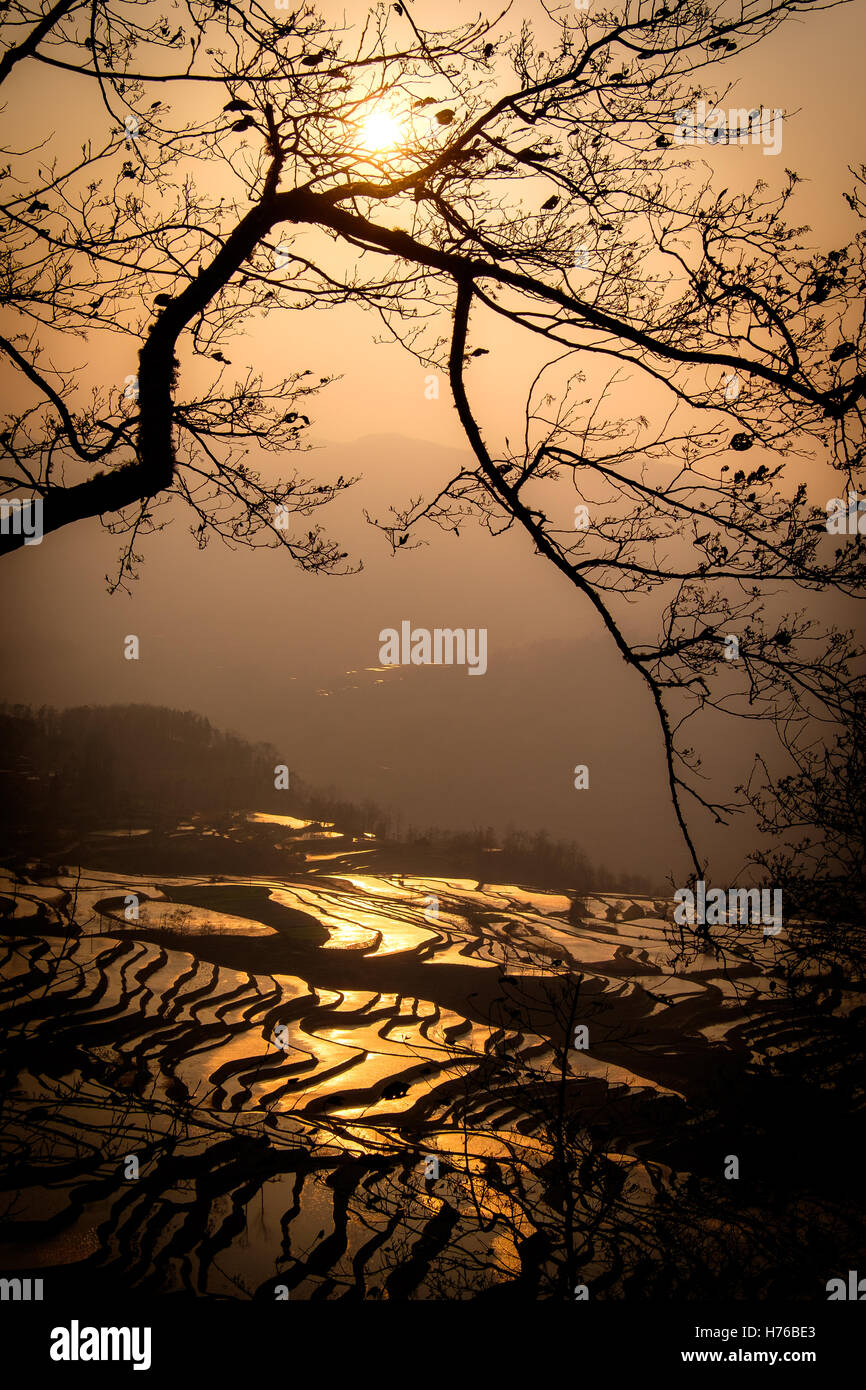 Terraced rice fields at sunset, honghe Hani, Yunnan Sheng, China Stock Photo