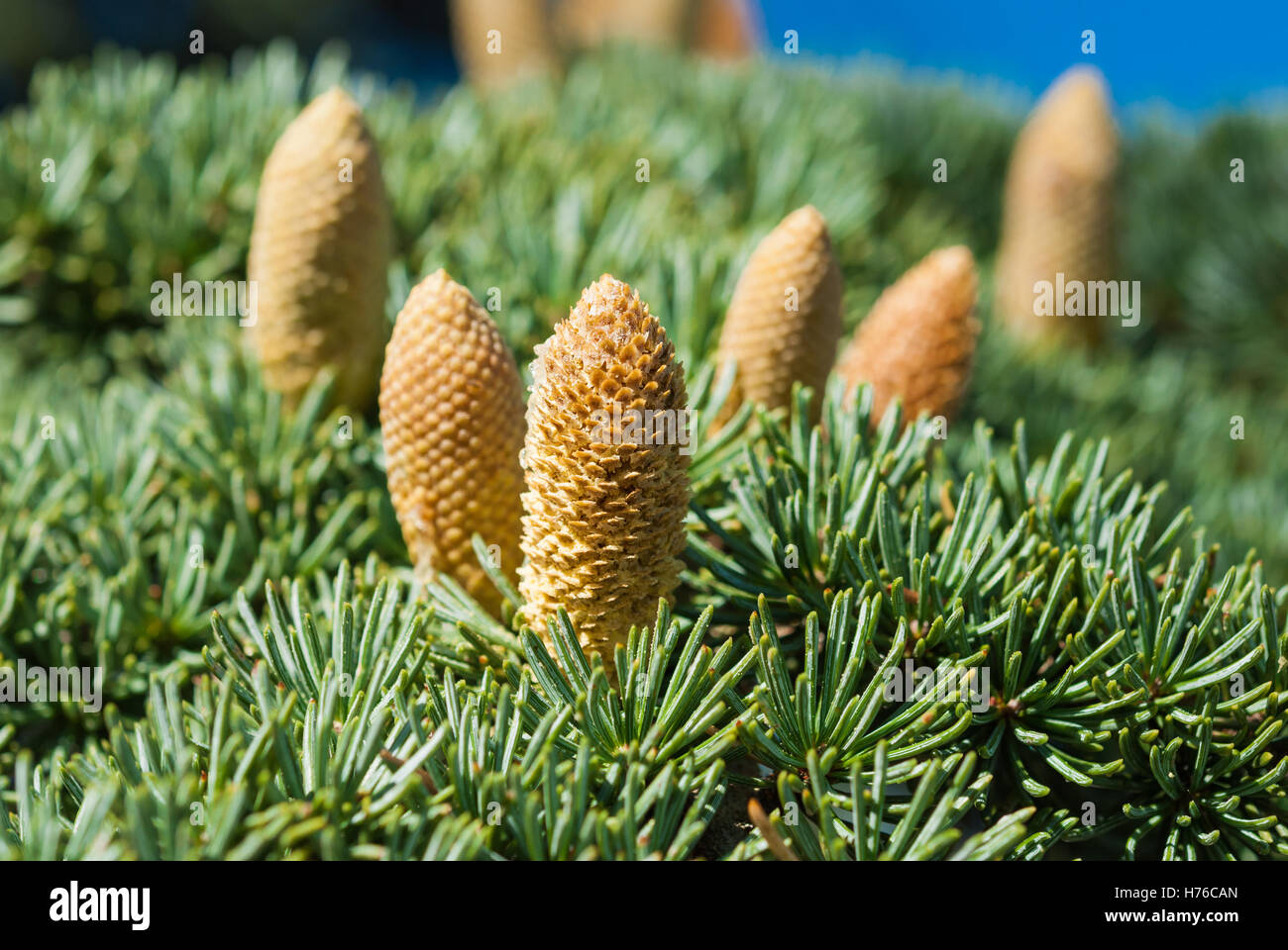 Cedarwood twig hi-res stock photography and images - Alamy