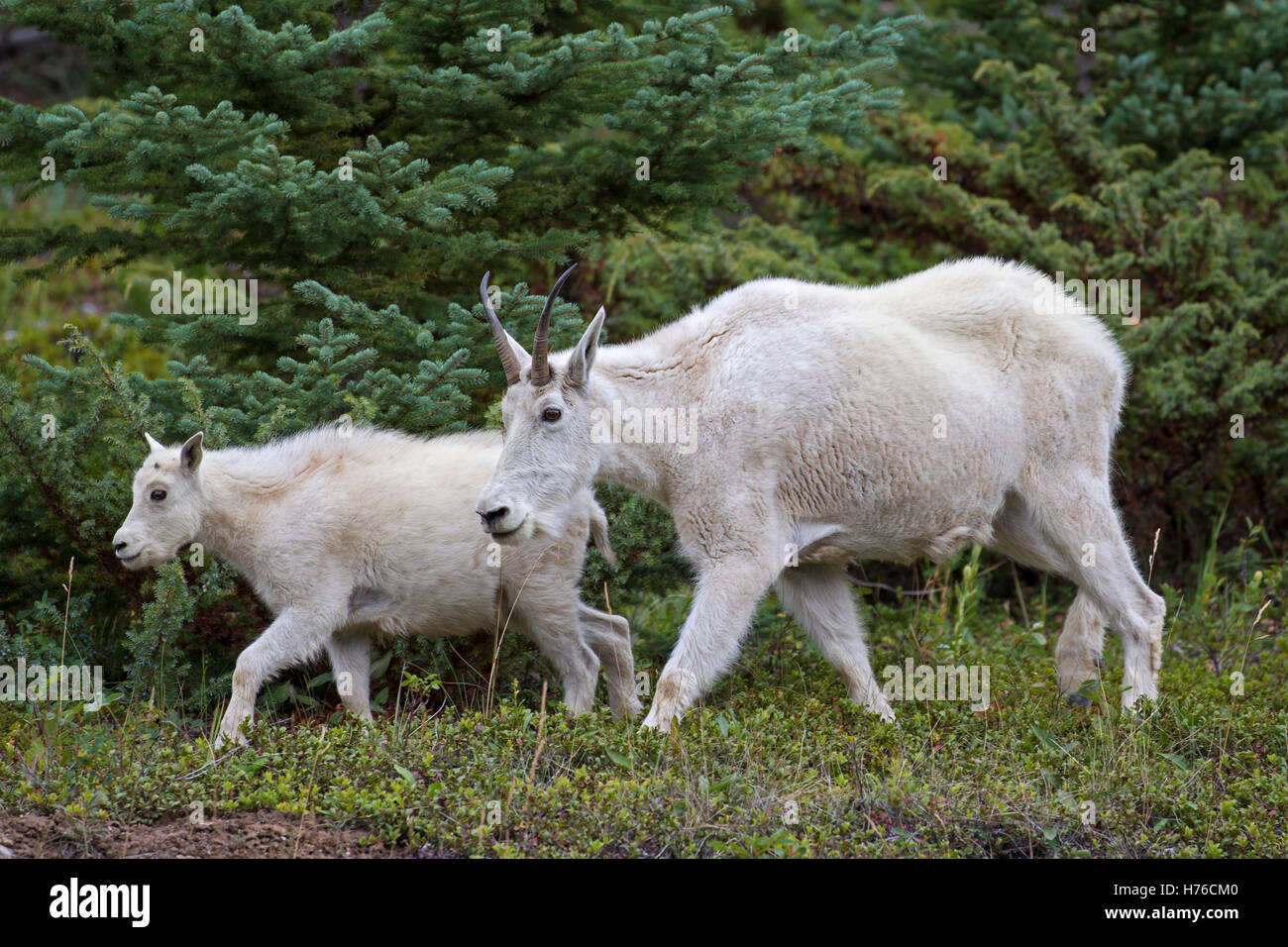 Rocky Mountain goat (Oreamnos americanus) female with young foraging