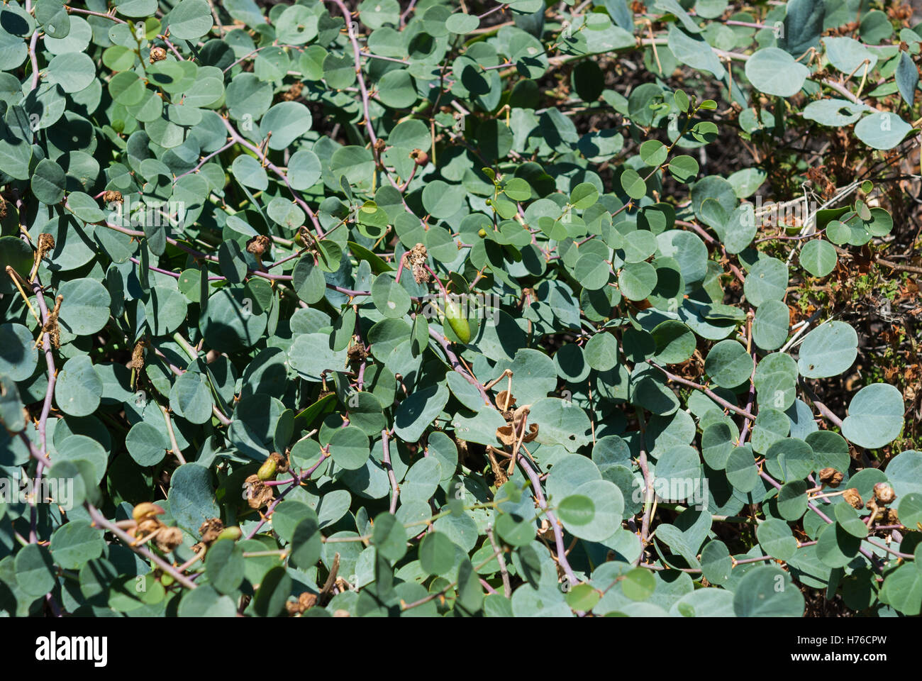 Green capers bush with buds and fruits closeup Stock Photo Alamy