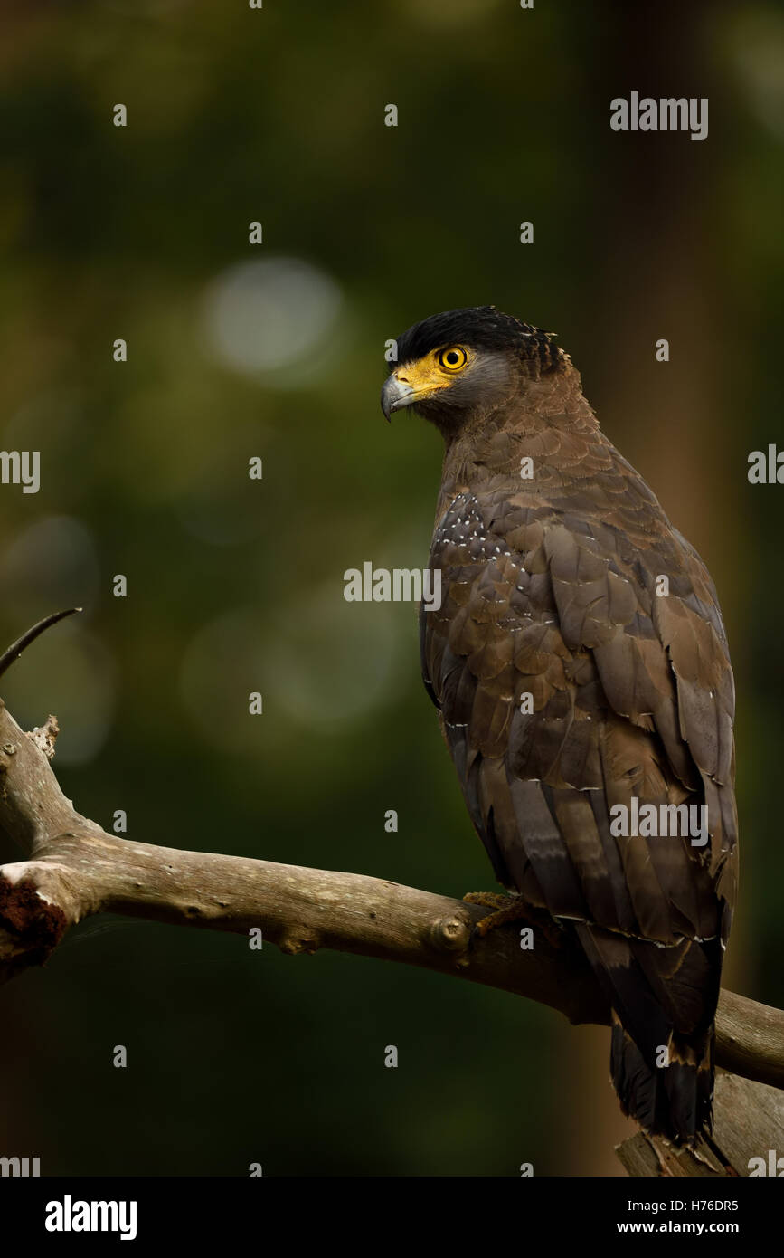 Crested Serpent Eagle Stock Photo - Alamy