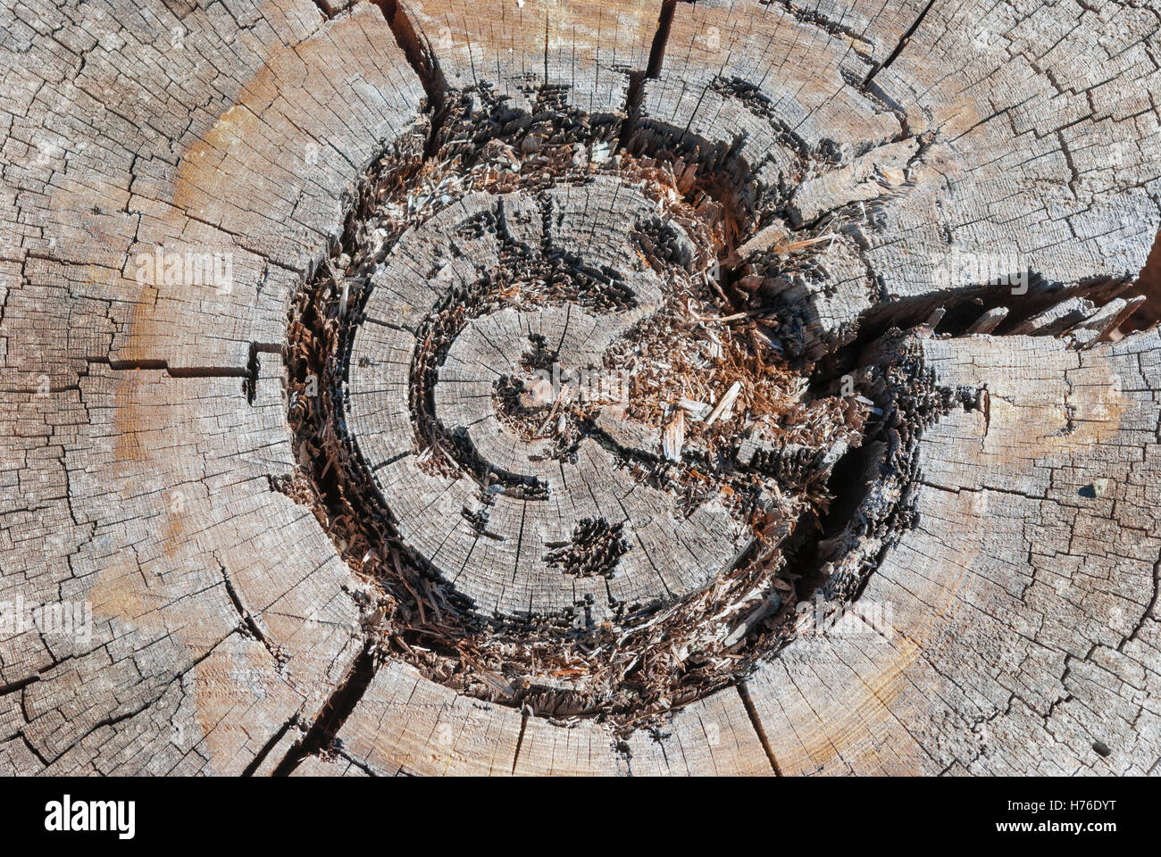 Pine tree cross section as a textured background Stock Photo - Alamy