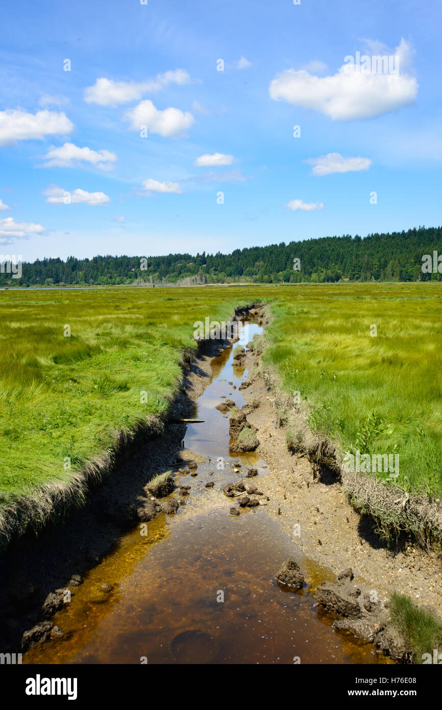 Saltwater wetlands hires stock photography and images Alamy