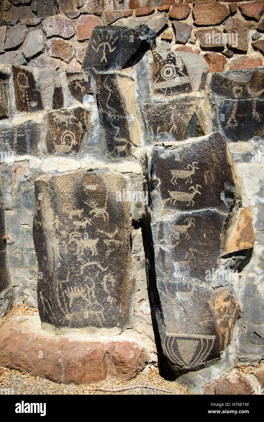 Ginkgo Petrified Forest State Park Stock Photo Alamy