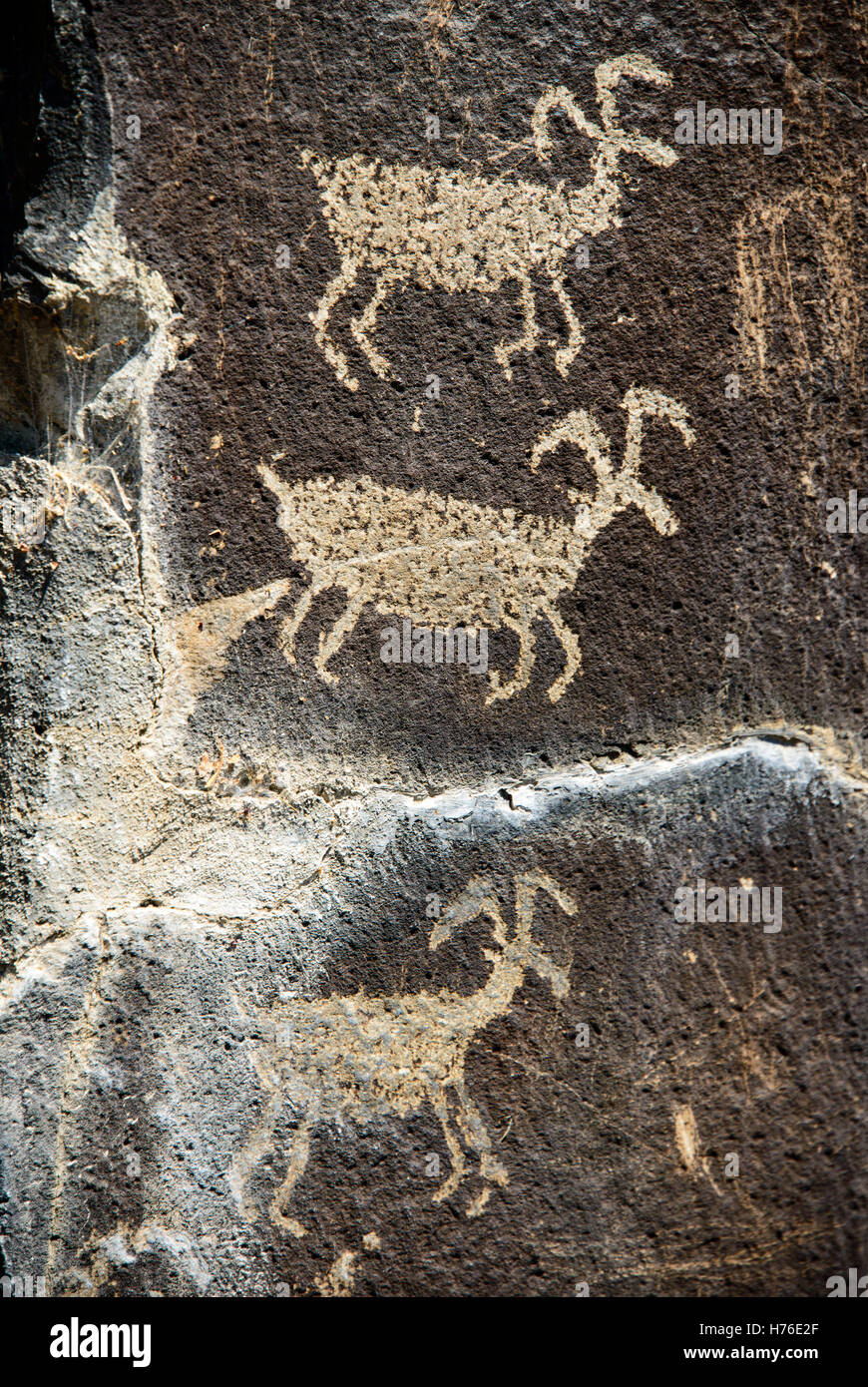 Ginkgo Petrified Forest State Park Stock Photo Alamy