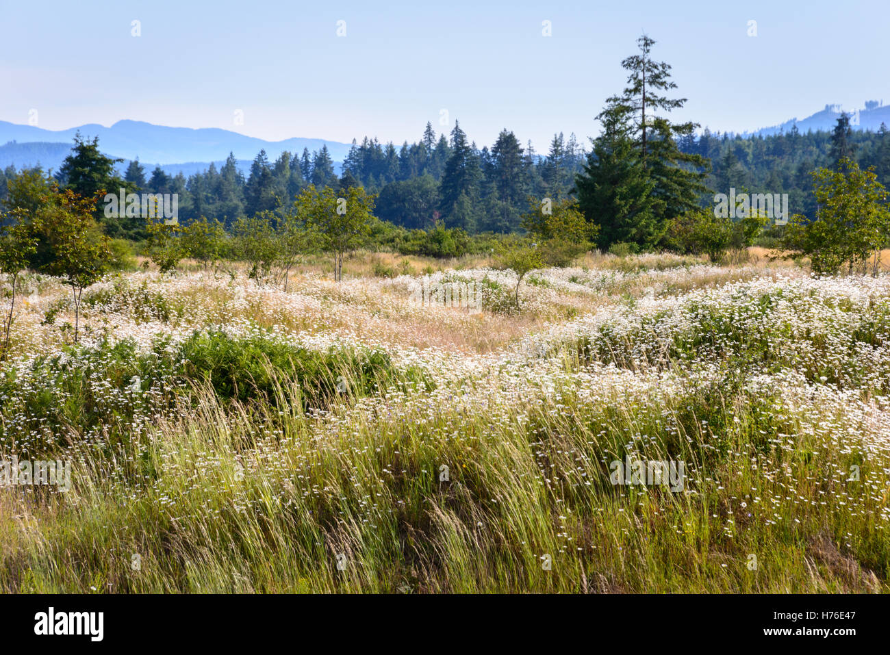 Mima Mounds Natural Area Preserve Stock Photo