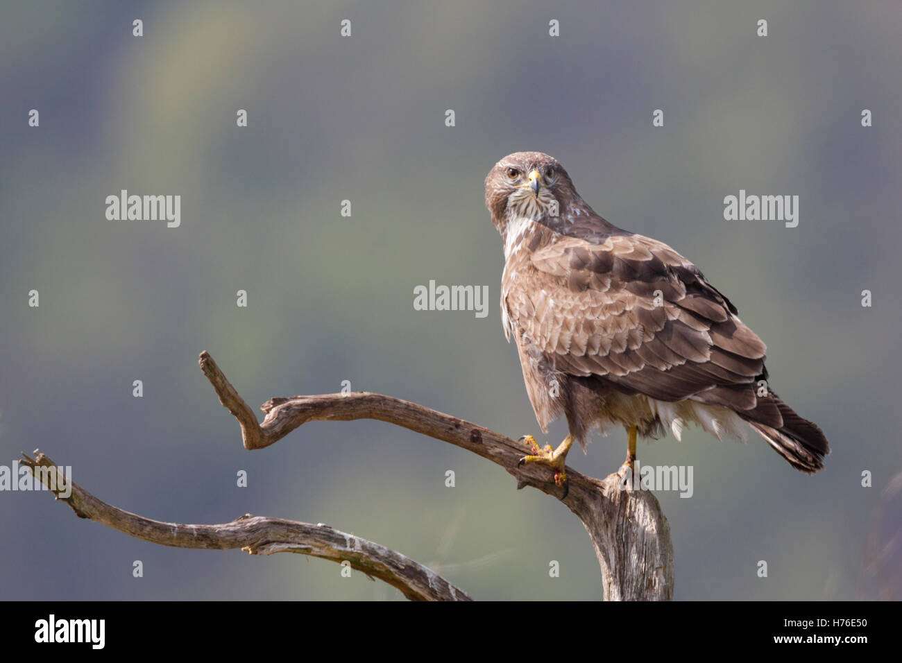Raptor bird of prey buteo buteo buzzard common buzzard hi-res stock ...