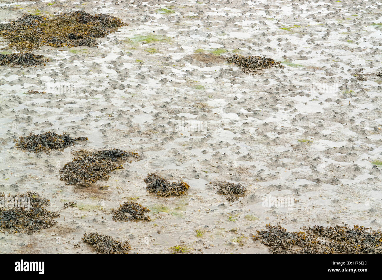 full frame wet beach detail at ebb tide seen in Brittany, France Stock Photo