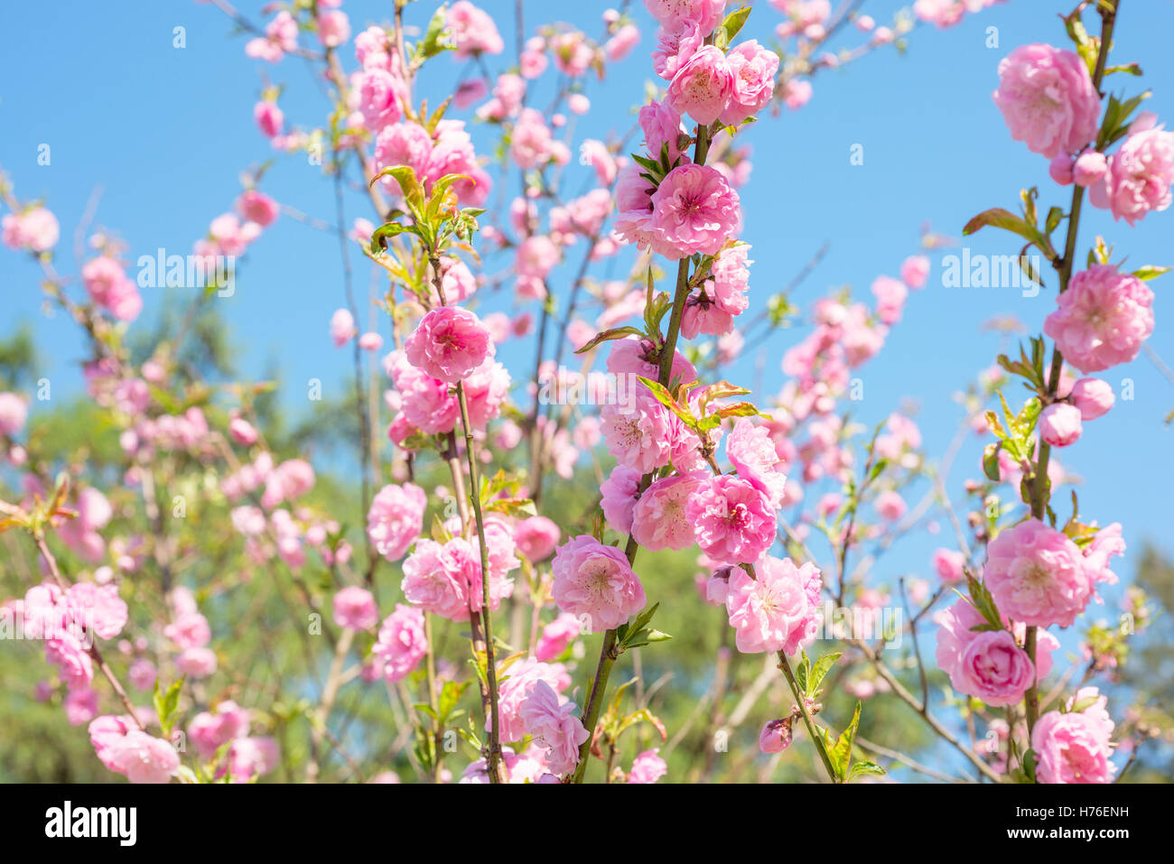 Flowering trees in spring Stock Photo - Alamy