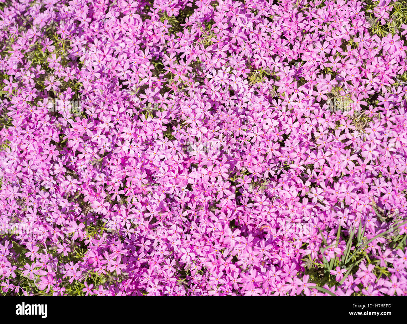 Flowers Phlox subulata Stock Photo - Alamy