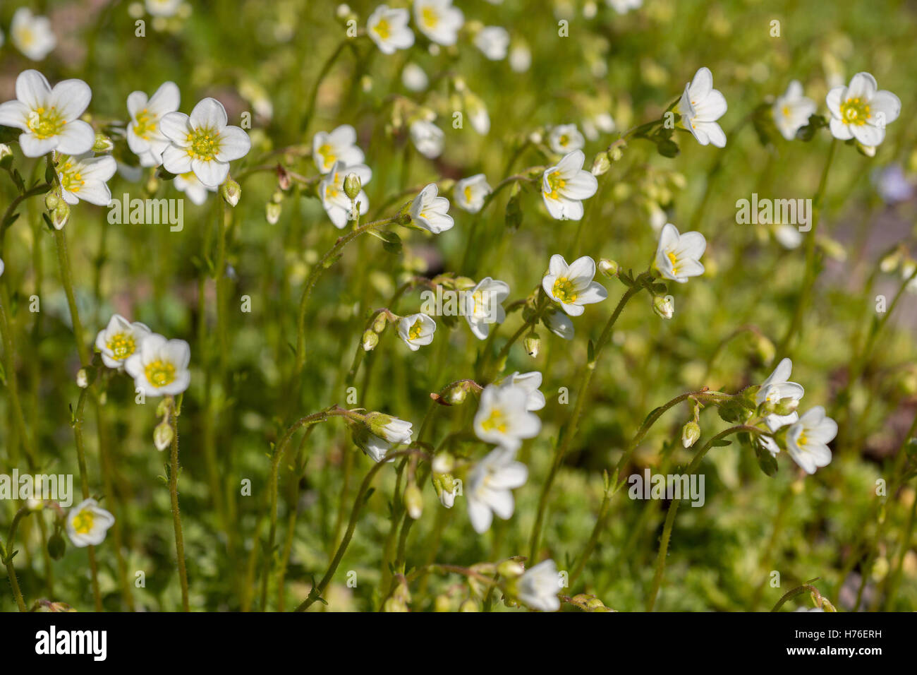 Flower saxifrage Stock Photo