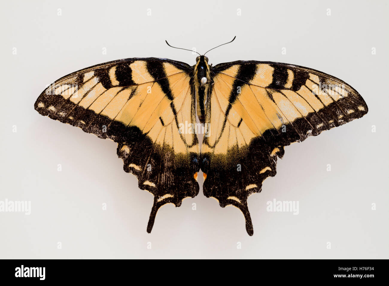 Eastern Tiger Swallowtail (Papillo glaucus) butterfly pinned on board - USA Stock Photo
