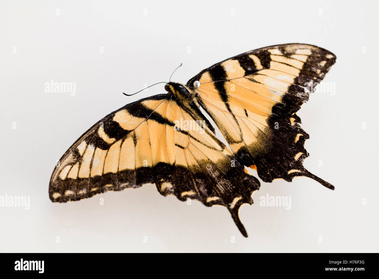 Eastern Tiger Swallowtail (Papillo glaucus) butterfly pinned on board - USA Stock Photo
