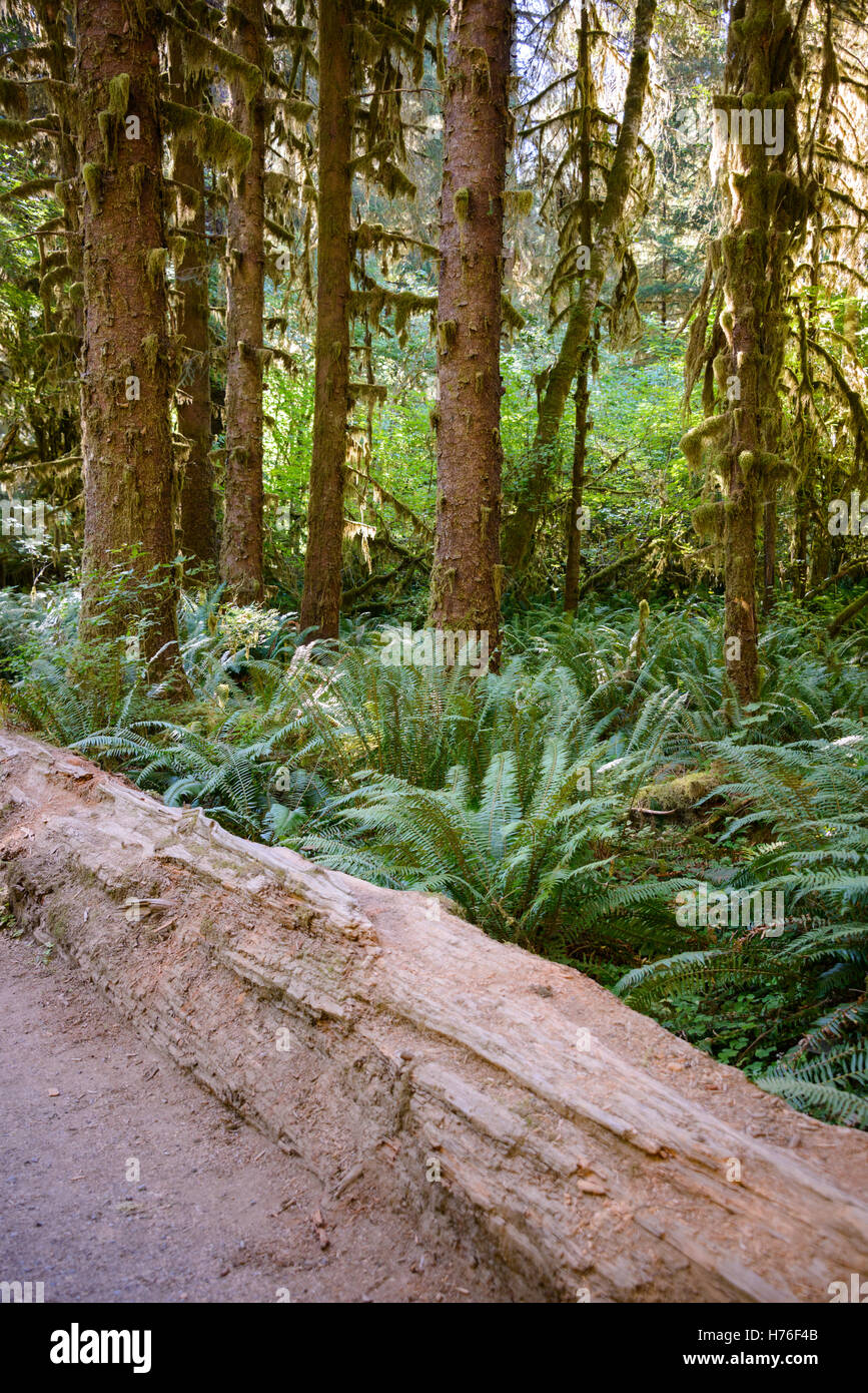 Olympic National Park Stock Photo Alamy