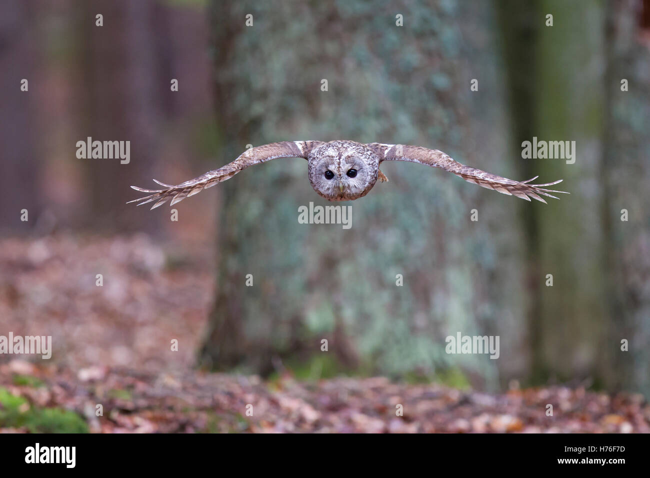 Waldkauz, Strix aluco, Tawny owl Stock Photo