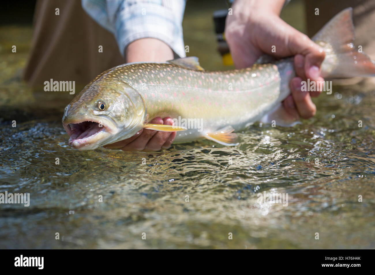 A bull trout in NW Montana's Kootenai River Stock Photo Alamy